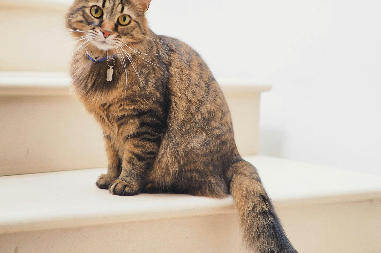Collier pour chat anti-étranglement : pourquoi c'est vital — et comment le personnaliser sans risque