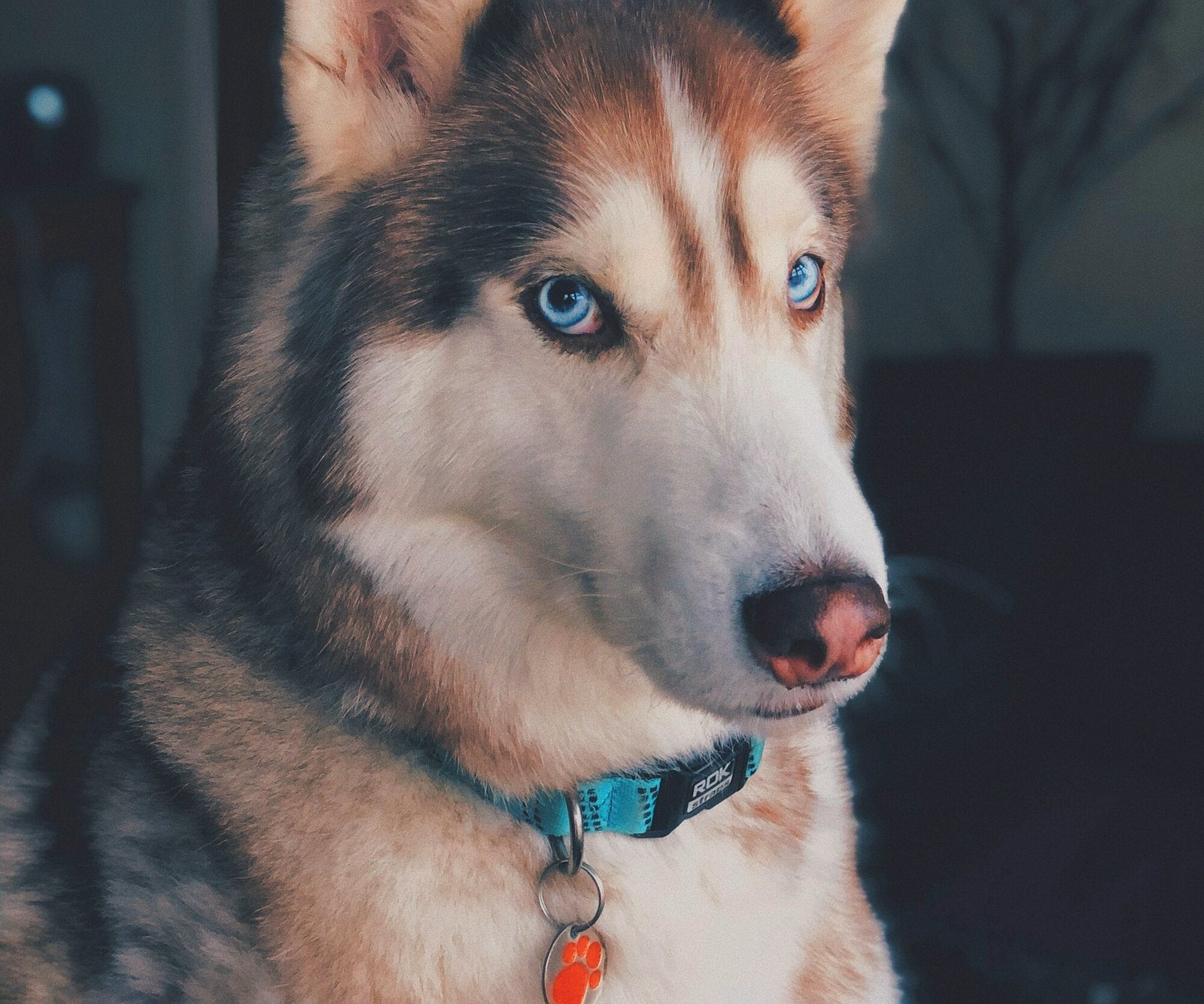 Médaille pour chien gravée : que graver, quel matériau, et faut-il mettre le prénom ?