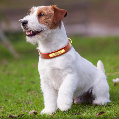 Collier chien cuir véritable personnalisé