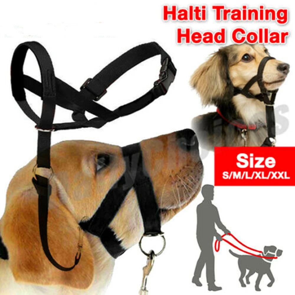Licol Chien Tête Type Halti