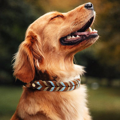 Collier Chien Cuir Tressé