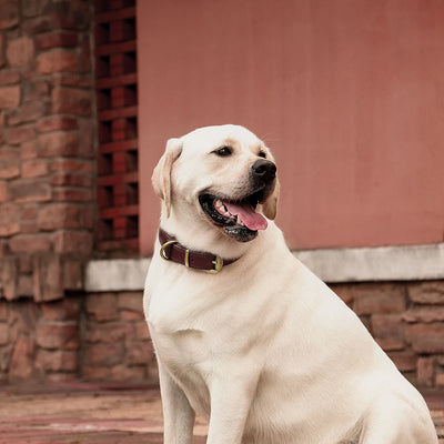 Collier Chien Cuir Large