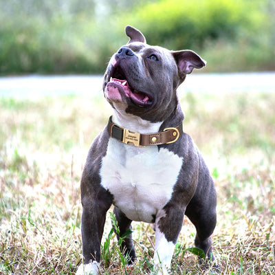 Collier cuir personnalisé pour Chien