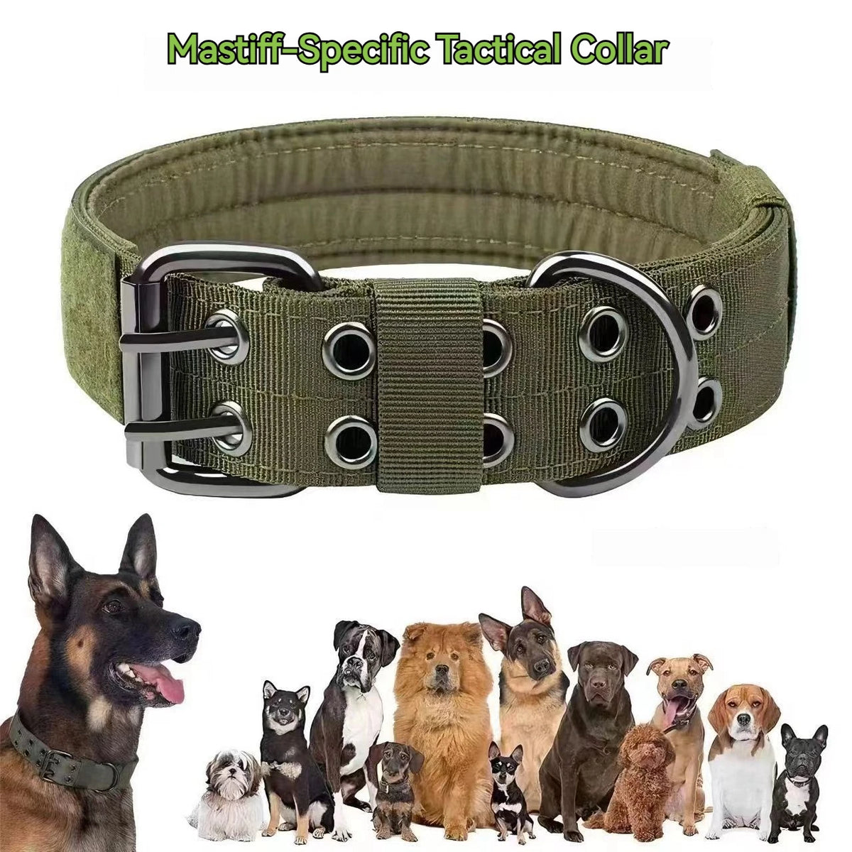 Collier Chien Robuste avec Laisse Assortie