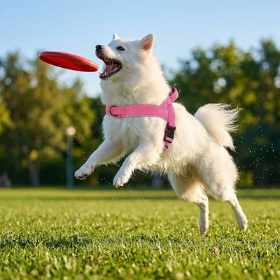 Harnais Anti-Traction Grand Chien