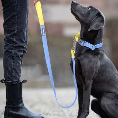 Collier et Laisse Chien Étanche Contrôle