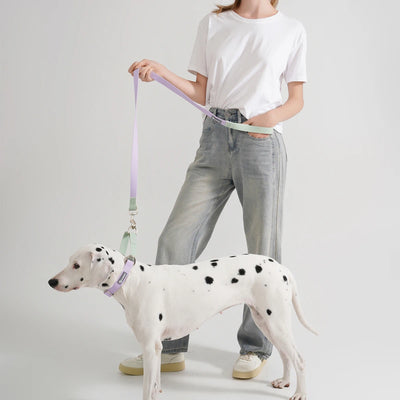 Collier et Laisse Chien Étanche Contrôle
