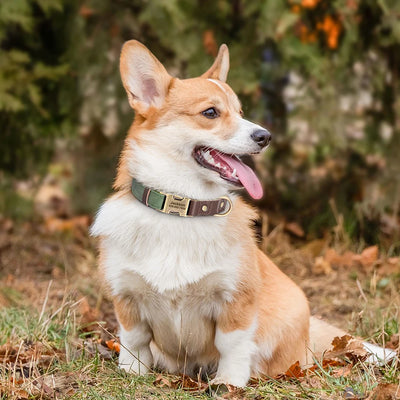 Collier cuir personnalisé pour Chien