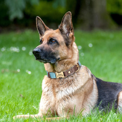 Collier cuir personnalisé pour Chien