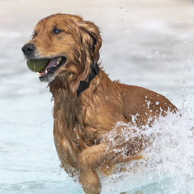 Collier GPS Chien Sans Abonnement Autonomie