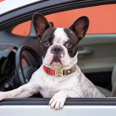 Collier cuir personnalisé pour Chien