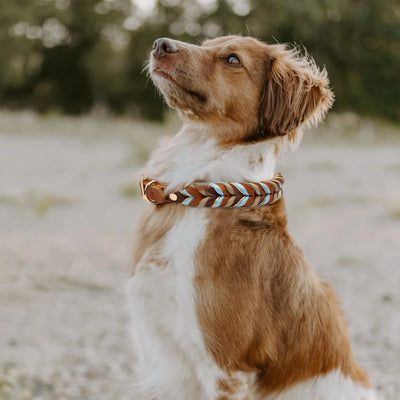 Collier Chien Cuir Tressé