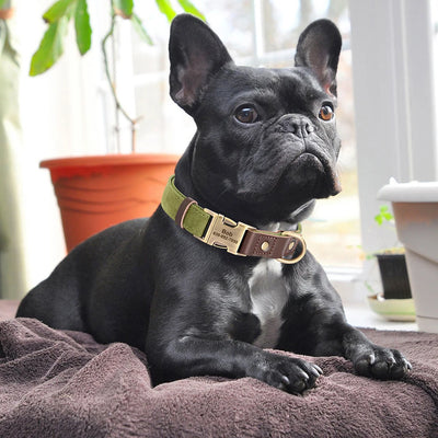 Collier cuir personnalisé pour Chien