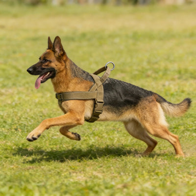 Harnais Anti-Traction Grand Chien