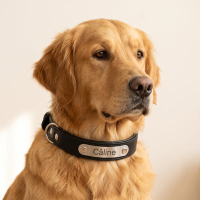 Collier chien cuir personnalisé — La Patterie