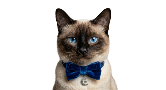 Chat Ragdoll en sac de transport